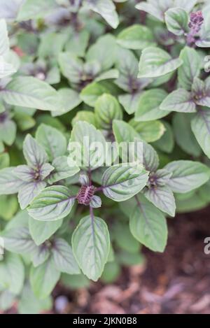 Vue de dessus Blossom African Blue Basil ocimum kilimandscharicum Bush dans le jardin de l'arrière-cour à Dallas, Texas, Amérique. Croix hybride entre le camphre basilic et Banque D'Images