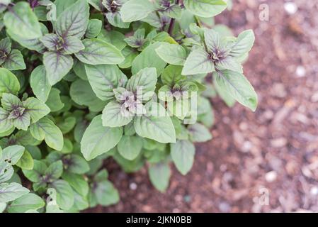 Fleur de basilic bleu africain ocimum kilimandscharicum brousse avec fond de terre de compost dans le jardin de l'arrière-cour à Dallas, Texas. Croisement hybride entre camph Banque D'Images