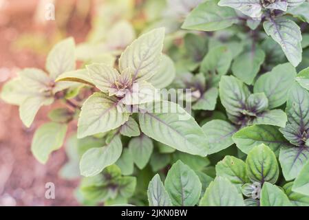 Fleur de basilic bleu africain ocimum kilimandscharicum brousse avec fond de terre de compost dans le jardin de l'arrière-cour à Dallas, Texas. Croisement hybride entre camph Banque D'Images