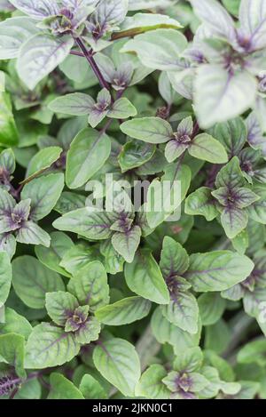 Fond complet basilic bleu africain en fleur ocimum kilimandscharicum brousse dans le jardin de l'arrière-cour à Dallas, Texas, Amérique. Croisement hybride entre camphre b Banque D'Images