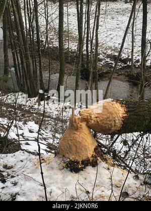 Les castors travaillent à couper l'arbre à la rivière Kollbach dans une vallée de la réserve naturelle de la forêt bavaroise, près de Grafling Basse-Bavière, Allemagne Banque D'Images