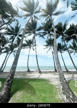 A vertical shot of palm trees at Palm Cove in Cairns, Tropical North Queensland Stock Photo