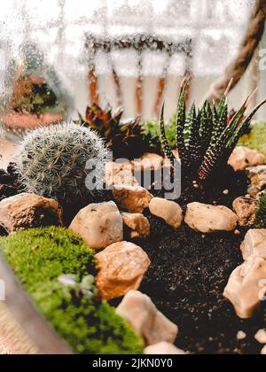 A closeup shot of cactus plants surrounded by stones Stock Photo