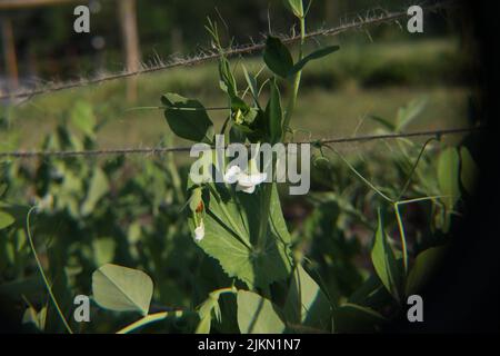 Une petite plante est accrochée à une corde de guidage dans un jardin de cultures Banque D'Images