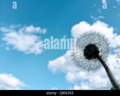 A selective focus of a single dandelion against the blue cloudy sky background Stock Photo