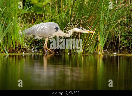 A closeup of a gray heron (Ardea cinerea) on a lake or pond shore near high grass looking beautiful Stock Photo