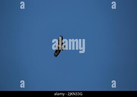 A low angle view of a lonely Common buzzard (buteo buteo) wild bird flying in the blue sky wings wide open Banque D'Images