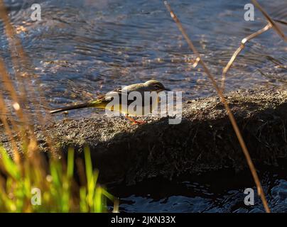 A closeup shot of a yellow wagtail bird - Motacilla flava Stock Photo