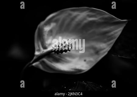 A grayscale macro view of a peace lily (Spathiphyllum) on a dark background Stock Photo