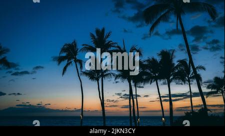 The silhouettes of palm trees on the tropical island of Maui at sunset, Hawaii Stock Photo