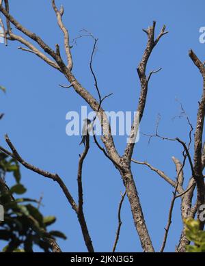 Un cliché vertical d'un drongo à ventre blanc perçant sur une branche d'arbre sèche Banque D'Images