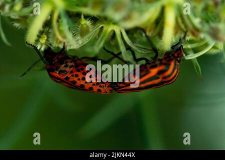 A macro shot of mirrored striped red shield bugs on a plant in the garden Banque D'Images