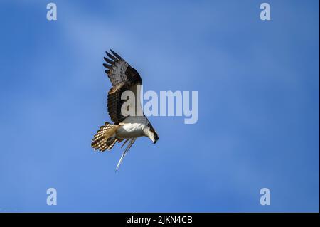 Un oiseau Osprey planant à la recherche de poissons en dessous contre le ciel bleu clair Banque D'Images