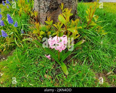 An isolated pink hyacinth in the spring morning Stock Photo