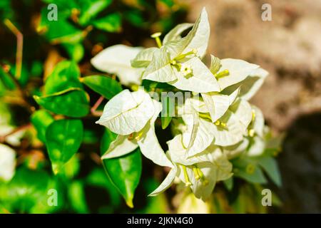 A closeup shot of white blossom Bougainvillea spectabilis flowers with sunlight in the garden Stock Photo