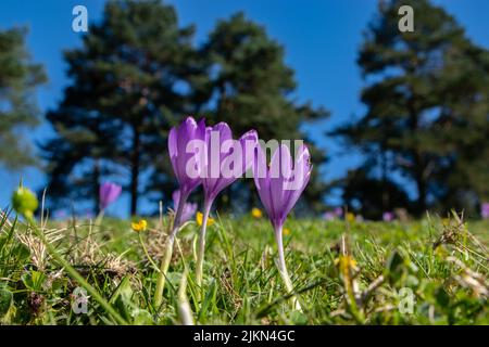 A selective focus shot of purple wild saffron flowers in the meadow Banque D'Images