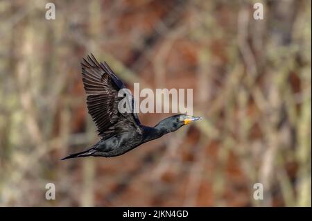 A closeup of a Double Crested Cormorant bird captured during mid-flight in early morning Stock Photo