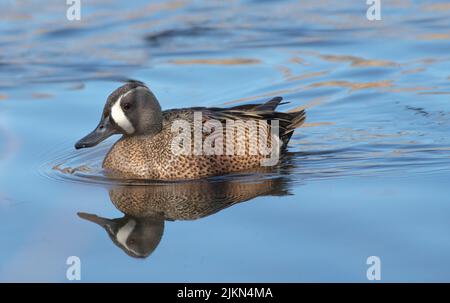 A closeup shot of a Blue-winged teal duck swimming in the shiny reflecting lakw water Stock Photo