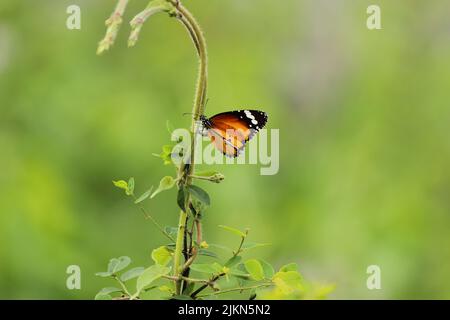 Gros plan d'un papillon Danaus chrysippus sur une plante Banque D'Images