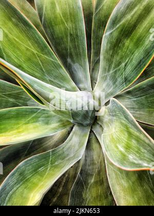 The close-up shot of a blue agave plant Stock Photo