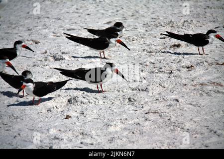 Un troupeau de skimmers africains (Rynchops flavirostris) sur le sable de la plage de Lindo, Sarasota, Floride Banque D'Images