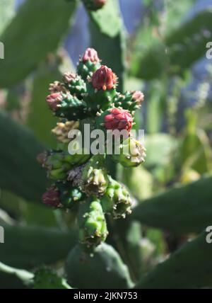 A closeup shot of a barbary fig Stock Photo