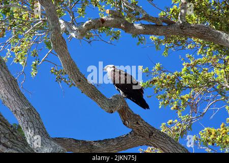 Photo sous angle d'un faucon pèlerin perché dans un arbre par temps ensoleillé Banque D'Images