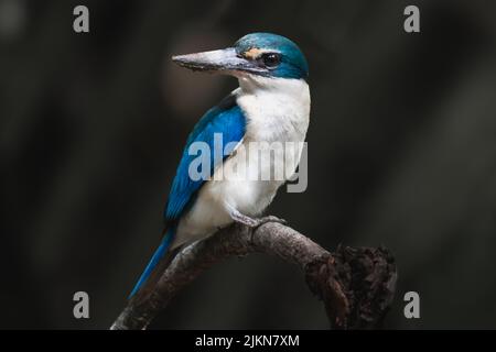 A shallow focus shot of a sacred kingfisher (Todiramphus sanctus) on a branch Stock Photo