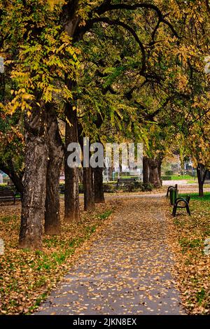 A vertical shot of Colorful trees with pathway in autumn in city park, Oradea, Romania Stock Photo