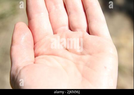 Petit poisson blanc sur la main d'un homme. Gros plan. Banque D'Images