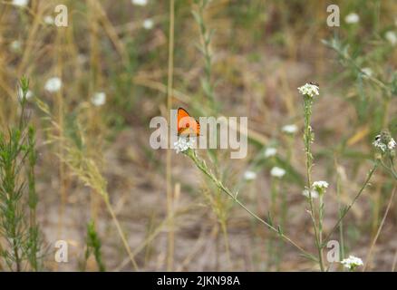 Papillon rouge cuivre rare, Lycaena virgaureae assis sur la fleur bleue Banque D'Images