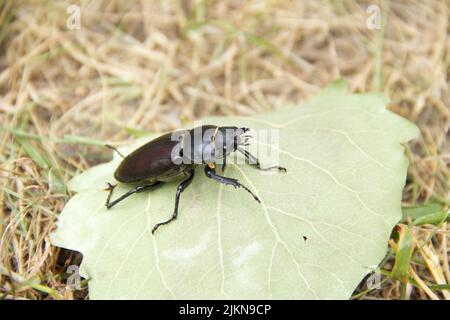 Grand coléoptère de rhinocéros femelle assis sur la feuille verte. Gros plan vers. Banque D'Images