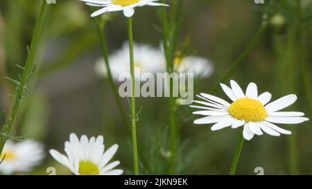 A selective focus shot of white daisies Banque D'Images