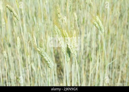 Oreilles triticale vertes, hybrides de blé et de seigle dans le champ ensoleillé d'été. Banque D'Images