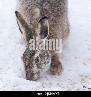 A close-up of a young hare sniffing the snowy ground. Stock Photo