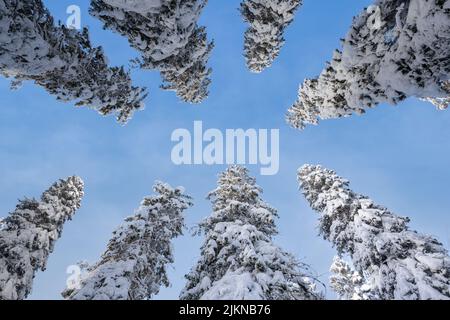 Vue sur les cimes enneigées de la forêt de Puijo en Finlande, par une belle journée d'hiver Banque D'Images
