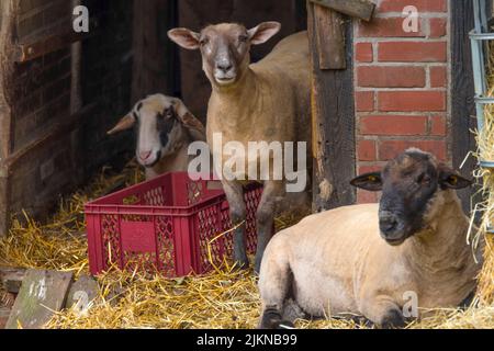 A closeup shot of the three sheep in a stable Stock Photo