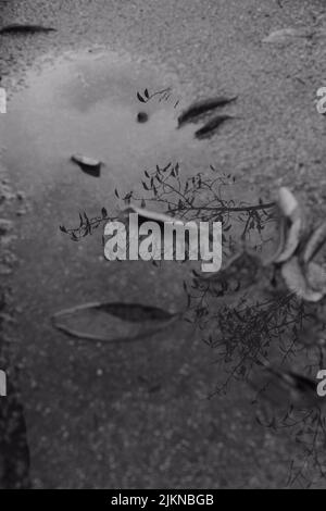 A vertical shot of tree reflected in a puddle with fallen leaves in grayscale Banque D'Images