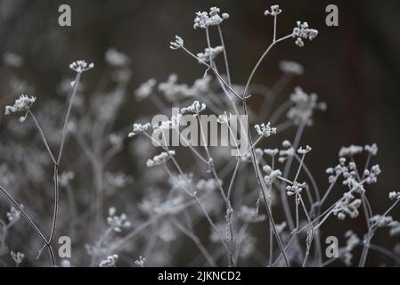 Dry frozen flowers grown in the garden in winter Stock Photo