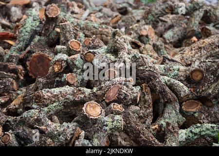 Écorce de liège récoltée à partir du tronc du chêne-liège (Quercus suber) pour la production industrielle de bouchons de liège dans la région de Cadix, Espagne. Banque D'Images