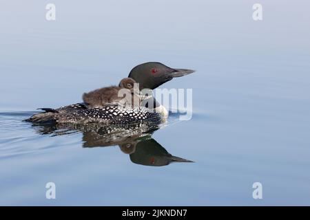 Common Loon (Gavia immer), adulte avec cavalier Banque D'Images