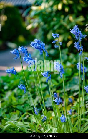 A closeup shot of common bluebell flowers in the garden on a sunny day with blurred background Stock Photo