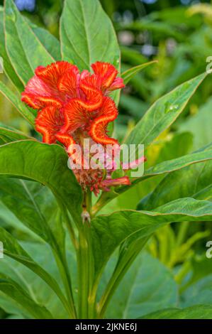 A closeup shot of a cockscomb, celosia flower growing in the garden on a sunny day with blurred background Banque D'Images