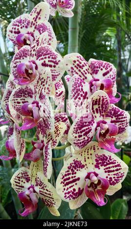 A beautiful shot of white and purple orchids, Phalaenopsis Amabilis in the garden during daytime Stock Photo