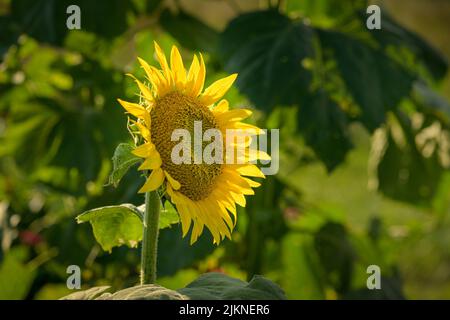 A closeup shot of sunflowers in the garden in bright sunlight with blurred background Stock Photo