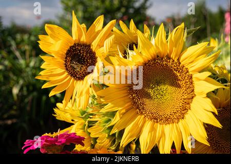 A closeup shot of sunflowers in the garden in bright sunlight with blurred background Stock Photo