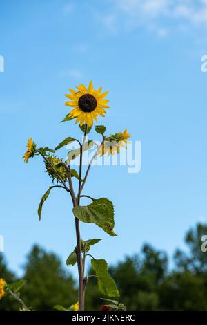 A beautiful shot of common sunflowers in the garden against blue sky on a sunny day with blurred background Banque D'Images