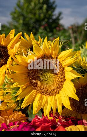 A closeup shot of sunflowers in the garden in bright sunlight with blurred background Stock Photo