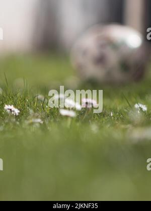 Un cliché de mise au point verticale sélective de chamomiles roses et blancs sur l'herbe Banque D'Images