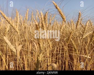 Champs de blé dans la ferme en inde ferme de blé jaune doré. Champ de blé sec au soleil, oreilles de blé, temps de récolte des champs de blé d'or Banque D'Images